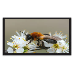 Beautiful Honey Bee on White Flowers Canvas Painting