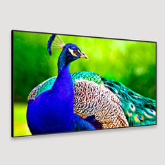 Beautiful Peacock Floating Framed Canvas Wall Painting