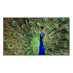 Dancing Peacock Vastu Floating Framed Ready to Hang Canvas Wall Painting